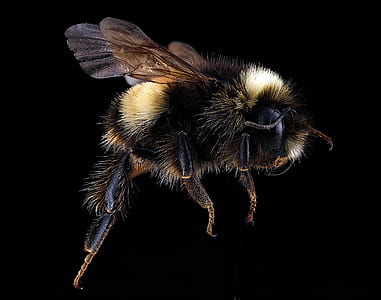 bumblebee macro photography thumbnail