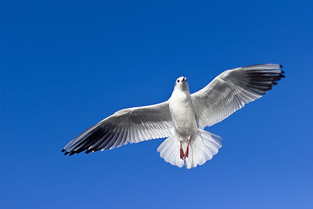 white and black seagull flying at daytime thumbnail