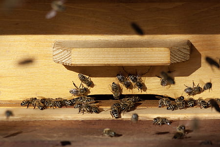 photography of bees in box thumbnail