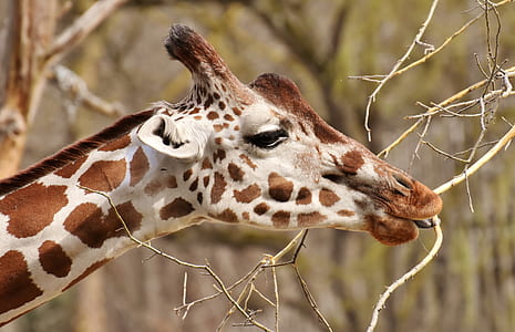 wildlife photography of giraffe thumbnail