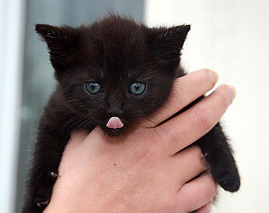 person holding black kitten thumbnail
