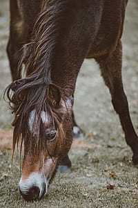 closeup photo of brown horse thumbnail