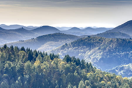 aerial photography of pine trees thumbnail