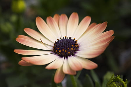 closeup photo of orange osteospermum flower thumbnail