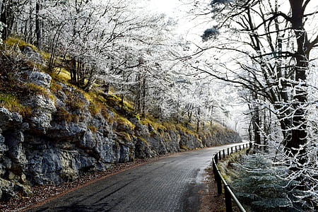 road between gray leafed trees thumbnail