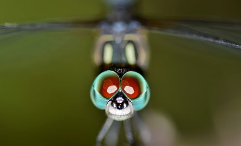 macro photography of damselfly thumbnail