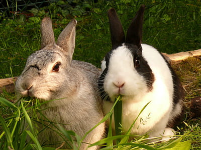two gray and white rabbits eating green grass thumbnail