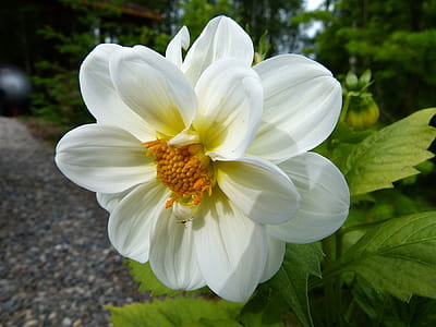 selective focus photography white petaled flower thumbnail