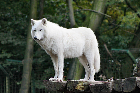 focus photo of white Wolf standing wooden slabs at daytime thumbnail
