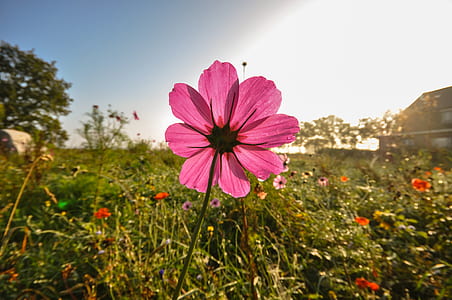 field, meadow, flower, pink thumbnail