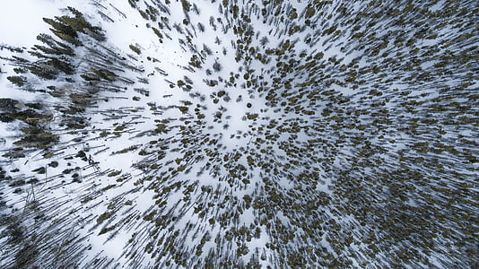 bird's eye view of forest covered by snow thumbnail