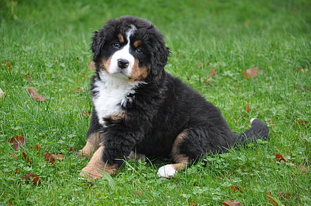 Bernese mountain puppy sitting on grass field thumbnail