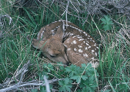 brown and white goat on green grass thumbnail