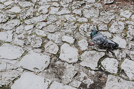 Old brick and stone pavements thumbnail