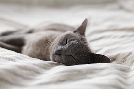 short-fur gray cat sleeping on white fabric sheet thumbnail