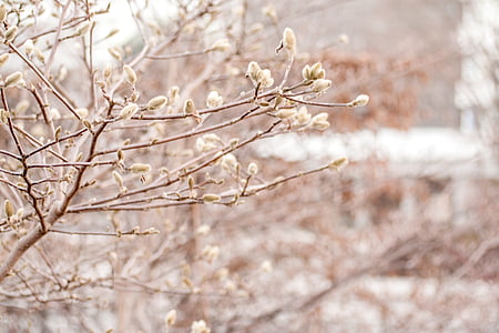selective focus photo of trees thumbnail
