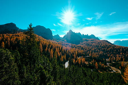 Green and Brown Trees during Sunlight thumbnail