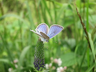 selective focus photography of common blue butterfly perched on green flower buds thumbnail