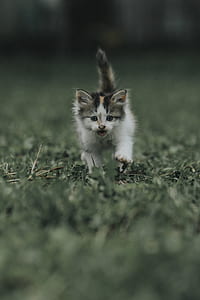 selective focus photography of brown tabby kitten on ground thumbnail