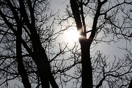 silhouette photography of leafless tree thumbnail