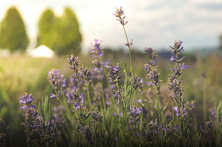 purple petaled flower thumbnail