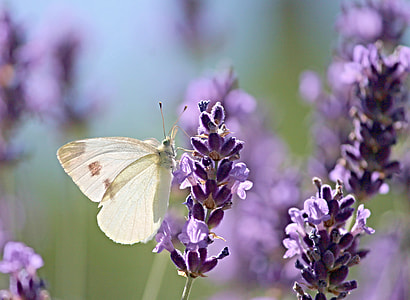 white sulfur moth perched on purple flower thumbnail