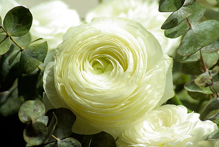macro photography of white roses thumbnail
