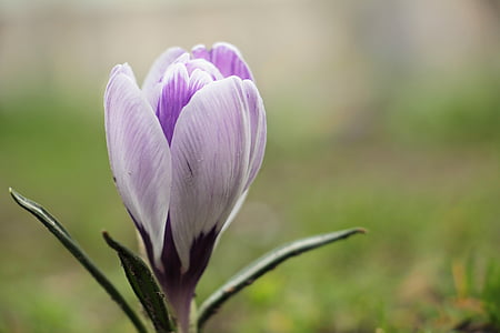selective focus photo of white and purple crocus flower thumbnail