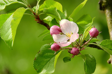 white petaled flower surrounded by pink flower buds on a branch thumbnail