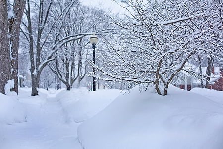 trees and house covered by snow during daytime thumbnail