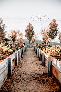 brown wooden fence in the middle of flower garden during daytime thumbnail