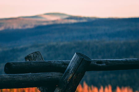 shallow focus photography of black wooden log thumbnail