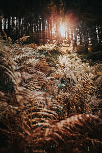 close-up photography of green fern plants during golden hour thumbnail