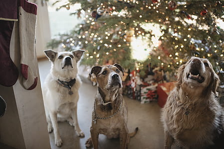 three medium dogs sitting near Christmas tree thumbnail