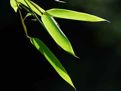 closeup photo of green bamboo leaf thumbnail