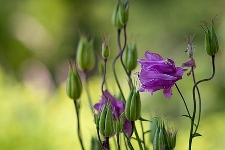 focus photo of purple petaled flowers thumbnail