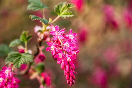 shallow focus photography of purple flower thumbnail