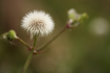 dandelalion flower photo thumbnail