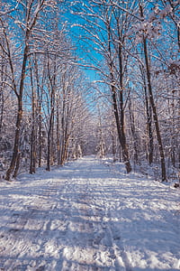 tree, winter, woodland, forest thumbnail