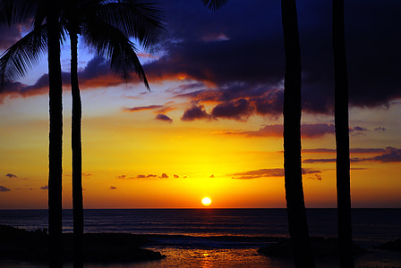 palm tree under golden hour photograph thumbnail