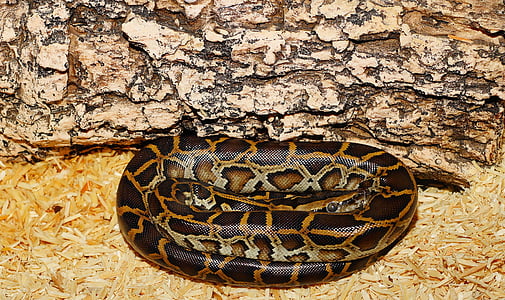 Burmese python near log thumbnail