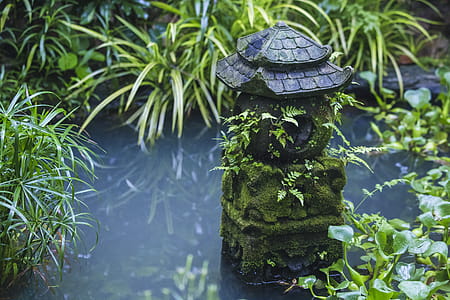 Green Plants Beside Body of Water thumbnail