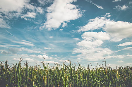 green grass thumbnail