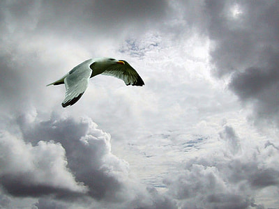 white and black bird flying on air thumbnail