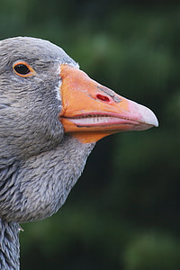 photo of gray duck thumbnail