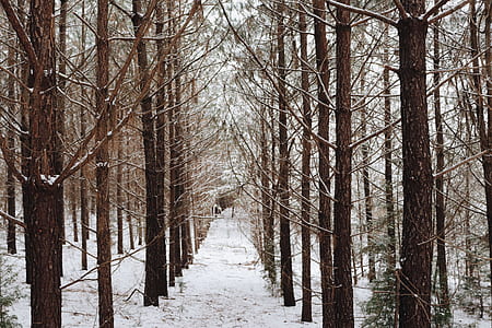 forest trees thumbnail