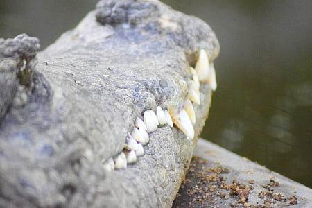 close-up photo of closed mouth crocodile thumbnail