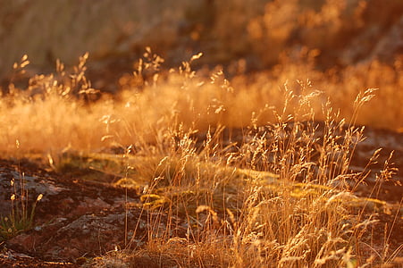 shallow focus photography of brown plants thumbnail
