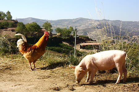 brown rooster near pig outdoors thumbnail