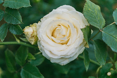 Close-Up Photography of White Flower Beside Green Leaves thumbnail